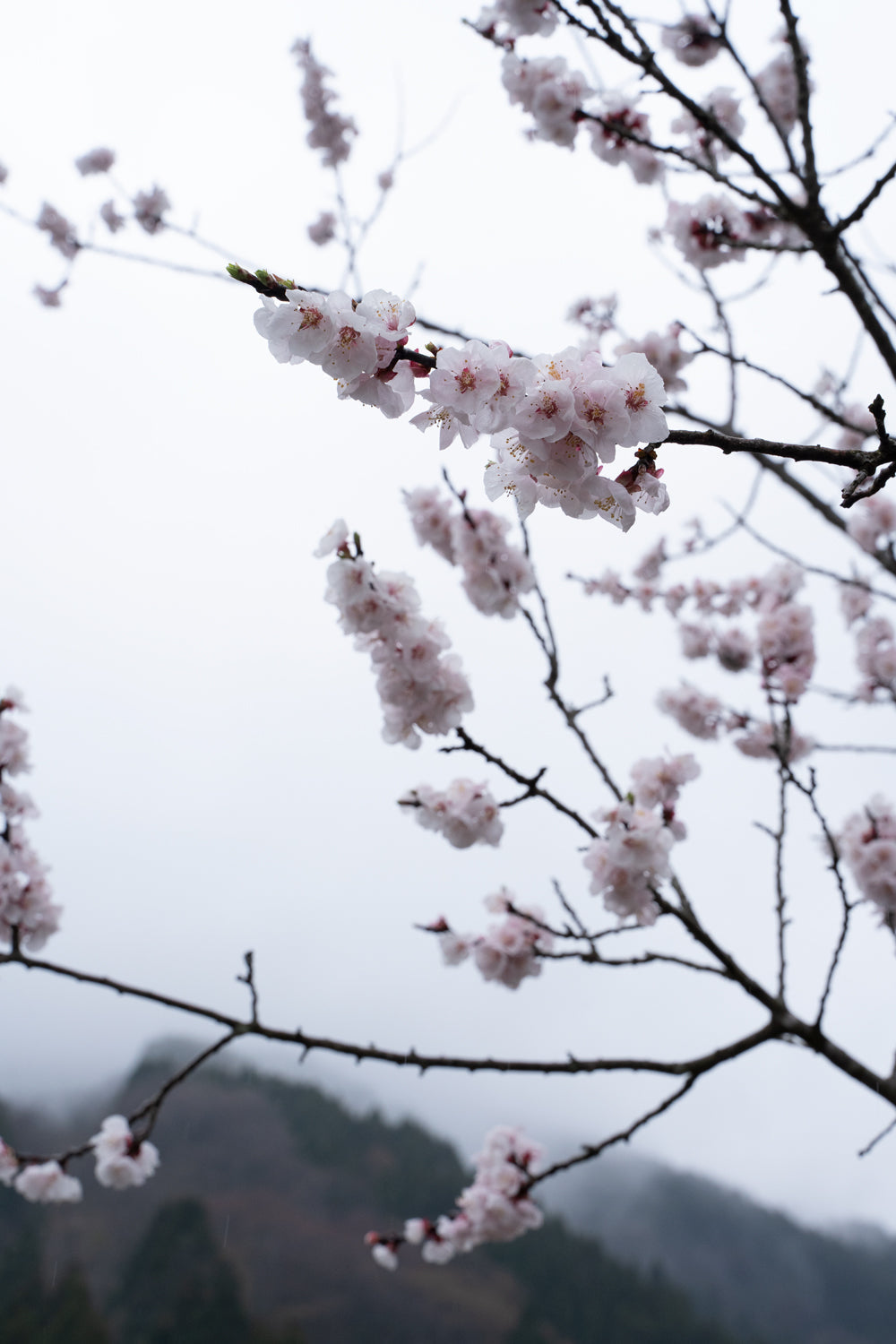 朔参りの朝に