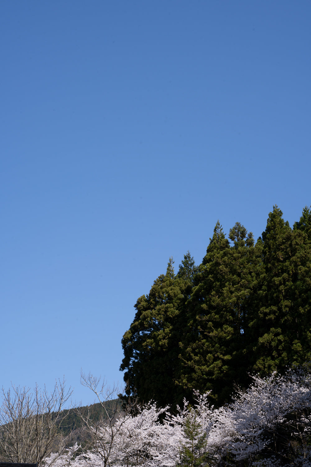 春のSolitary